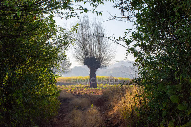 Un bel arbre solo se détachant au milieu du champ — Photo de stock
