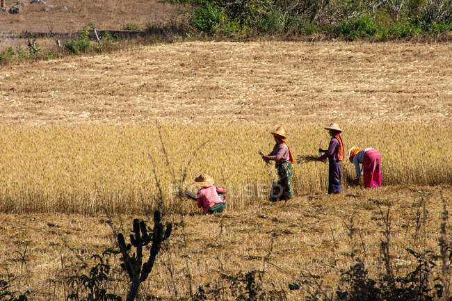 Местные жители, работающие в поле в Мьянме — стоковое фото