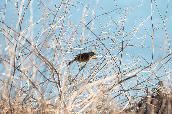 Un passero siede nel pennello costiero della California — Foto stock