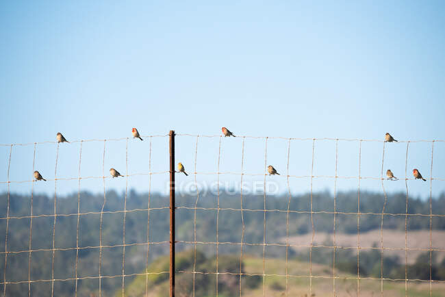 Хаус Фінч сидить на паркані на ранчо в Каліфорнії. — стокове фото