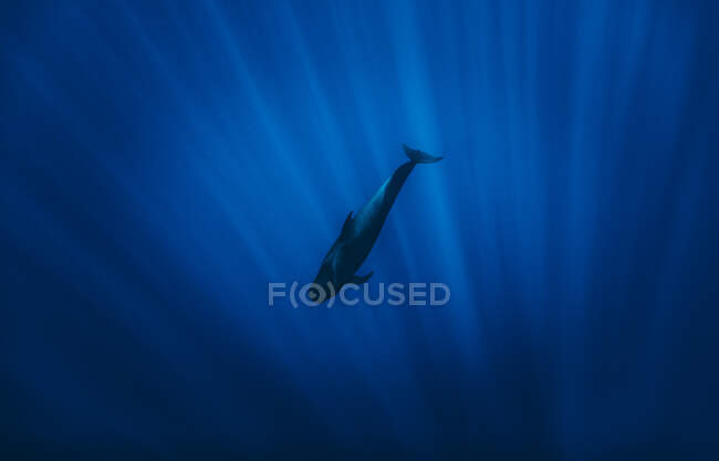 Mergulho de baleia através dos raios de luz no oceano — Fotografia de Stock