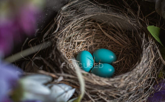 Acercamiento de tres huevos de petirrojo en un nido. - foto de stock
