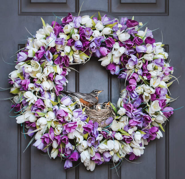 Nest with robin and her baby birds in it on a wreath of a front door. — Stock Photo