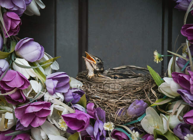 Vogelnest auf einem Blumenkranz mit Rotkehlchen, die über den Rand schauen. — Stockfoto
