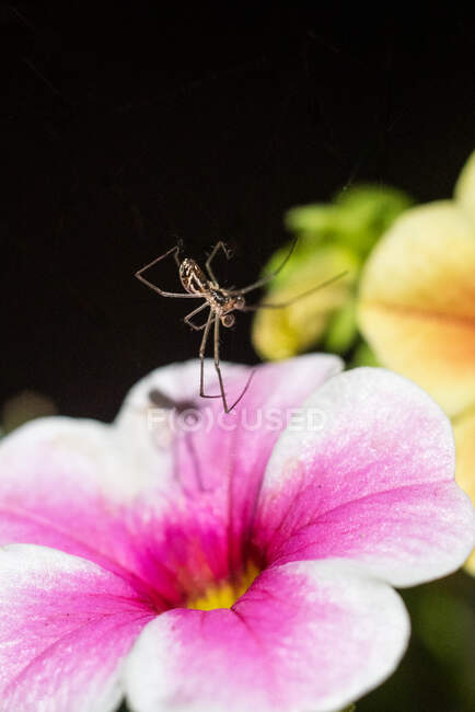 Uma aranha pende acima de uma flor — Fotografia de Stock