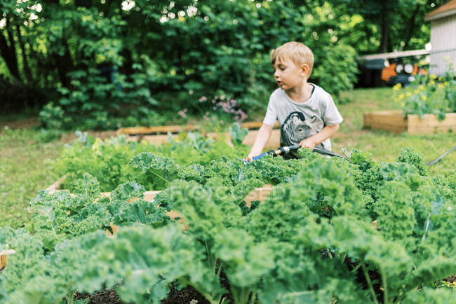 Маленький мальчик, выполняющий свою работу по поливу огородов — стоковое фото