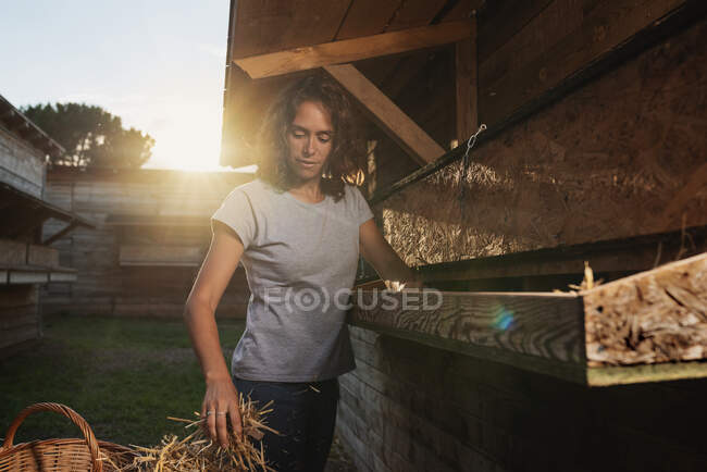 Young farmer girl filling the wooden chicken coop with straw. Sunset. — Stock Photo