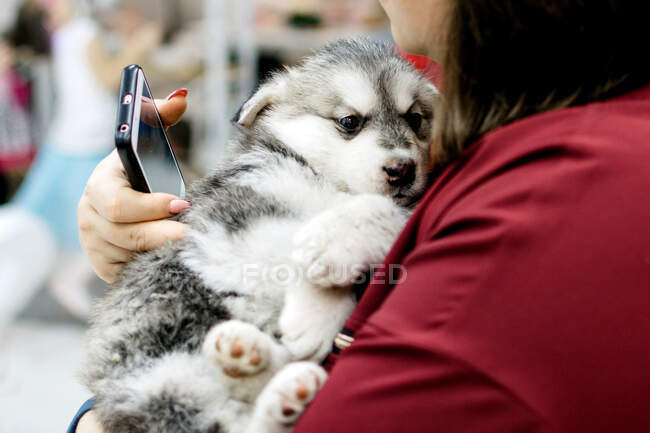 Cachorro malamute gris en manos femeninas - foto de stock