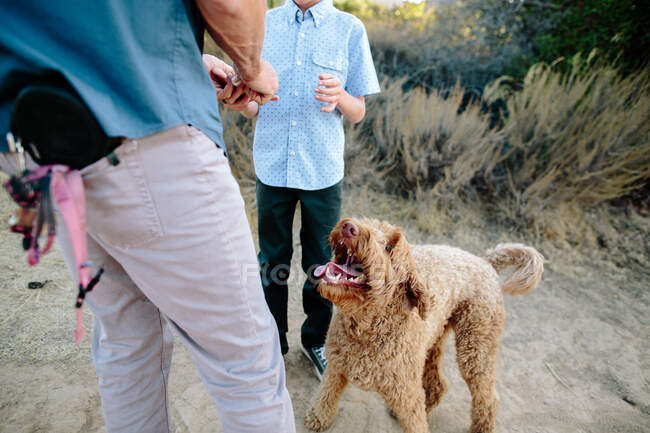 A Labradoodle Dog looks up to her Owner Anticipating A Treat — Stock Photo