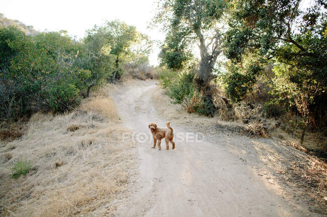 Um labradoodle está em uma trilha de caminhada enquanto olha para trás — Fotografia de Stock