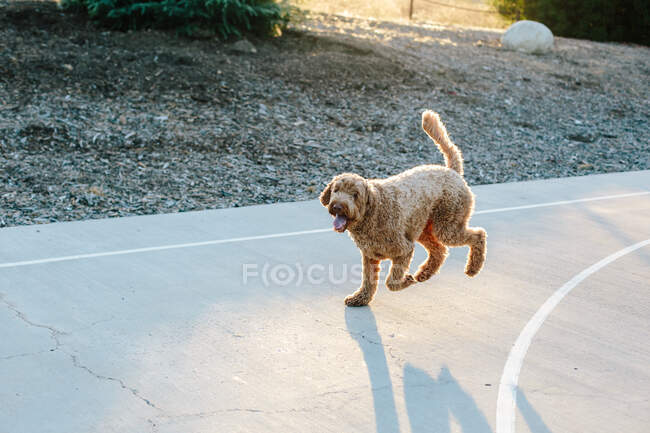 Um labradoodle feliz corre na corte do cimento durante a hora dourada — Fotografia de Stock