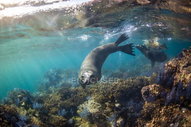 Vida marina vista durante un tour con Baja Outdoor Company en la Isla Espiritu Santo en Baja California. - foto de stock