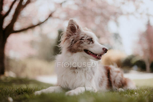 Red Merel Border Collie Puppy Portrait — Stock Photo