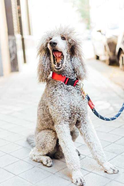 Un lindo perro caniche en el fondo de una calle de la ciudad - foto de stock