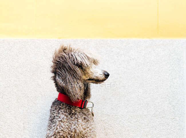 Carino cane barboncino su sfondo, primo piano — Foto stock