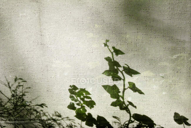 Plantas rastreras sombra en la cortina de ventana - foto de stock