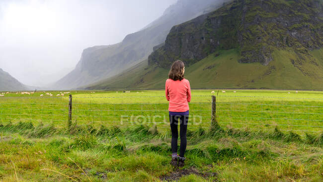 Excursionista en un vellón brillante mirando ovejas pastando en Islandia - foto de stock
