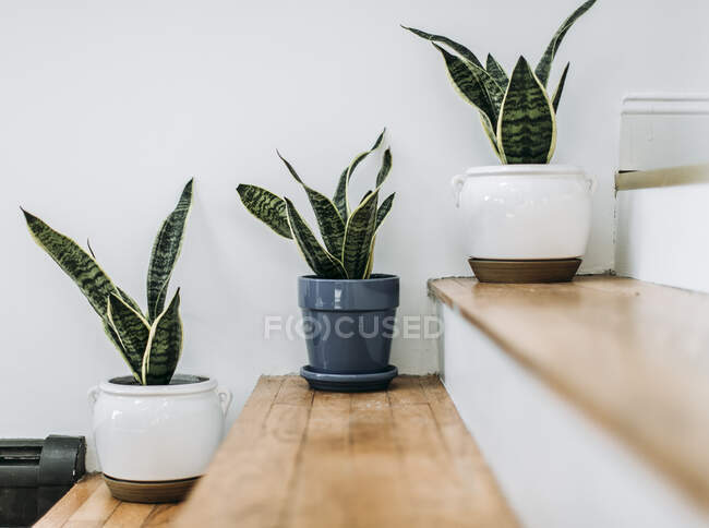Plantas verdes en macetas sobre un fondo blanco - foto de stock