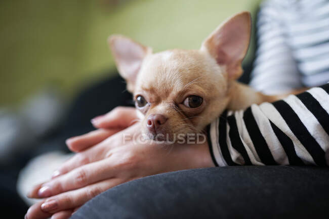 Chihuahua perro y propietario en el fondo, de cerca - foto de stock