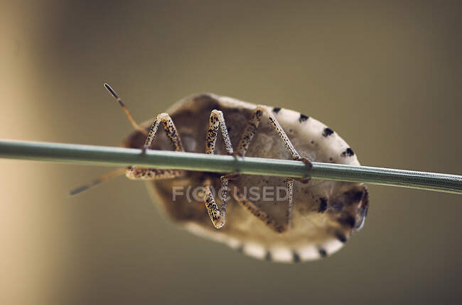 Макрофото насекомых на фоне природы — стоковое фото