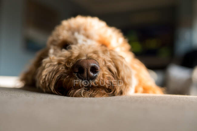 Closeup portrait of cute dog lying  in the room — Stock Photo