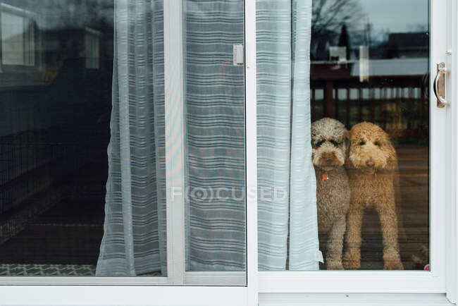 Perros en la puerta trasera mirando hacia fuera - foto de stock