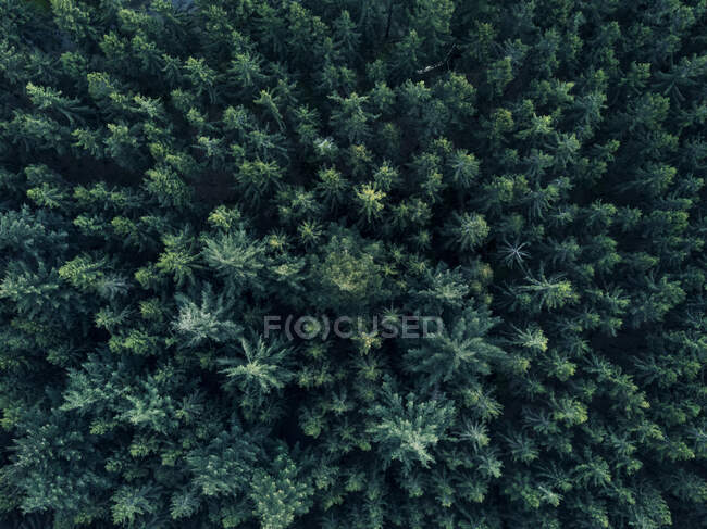 Aerial Overhead View of Tree tops in super rich dark green color shot in Germany HQ — Stock Photo