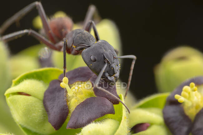 Grande camponotus cruentatus formiga posando em um retrato de planta verde — Fotografia de Stock