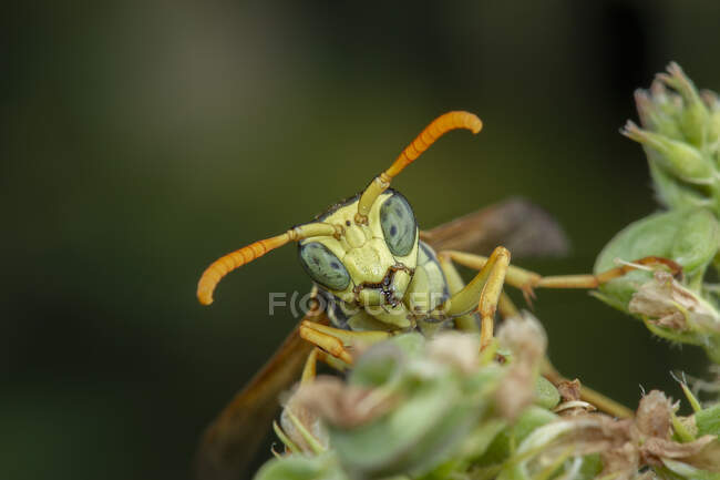 Plan macro d'une sauterelle sur une feuille verte — Photo de stock