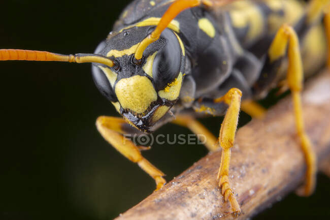 Primo piano di insetto a natura selvaggia su sfondo, primo piano — Foto stock