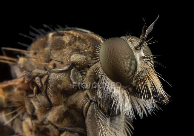 Primo piano di una mosca su uno sfondo nero — Foto stock