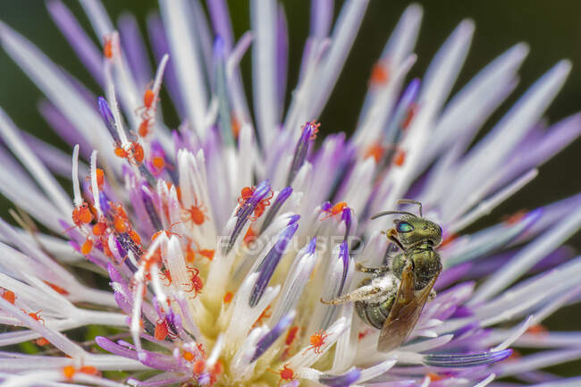 Infestação maciça de aranhas vermelhas muito pouco com abelha assistindo a cena — Fotografia de Stock