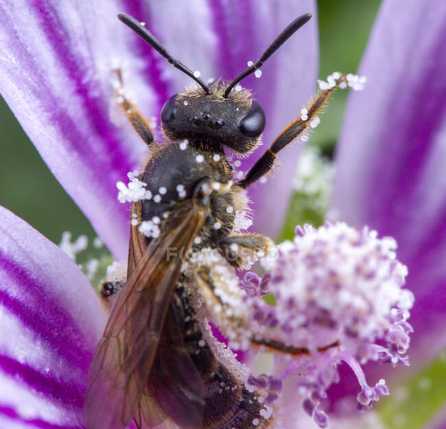 Little bee taking a pollen grain party — Stock Photo