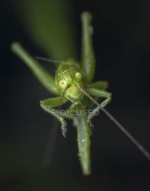 Petite sauterelle verte attrapée regardant la caméra — Photo de stock