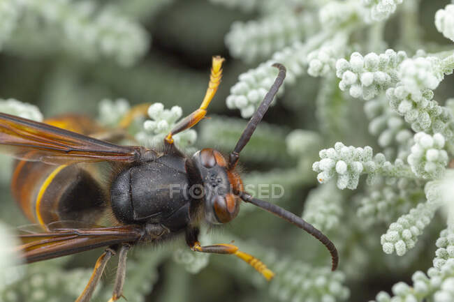Real Asian wasp, also called Vespa velutina macro photography — Stock Photo