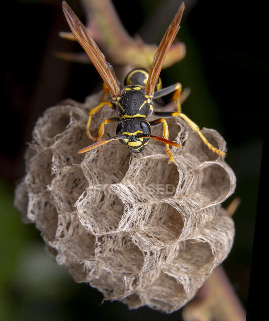 Female wiorker Polistes nympha wasp protecting his nest from attack — Stock Photo