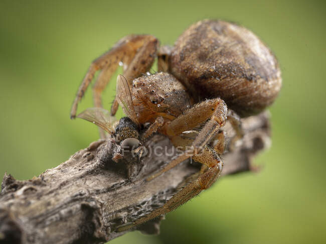 Xysticus spider hunter eating small caught died honeybee — Stock Photo