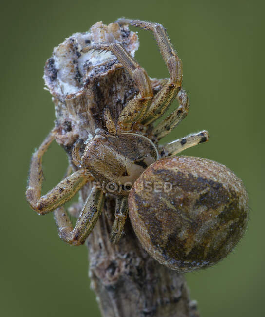 Xysticus Павук мисливець їсть маленький спійманий померлий медовий бджола — стокове фото