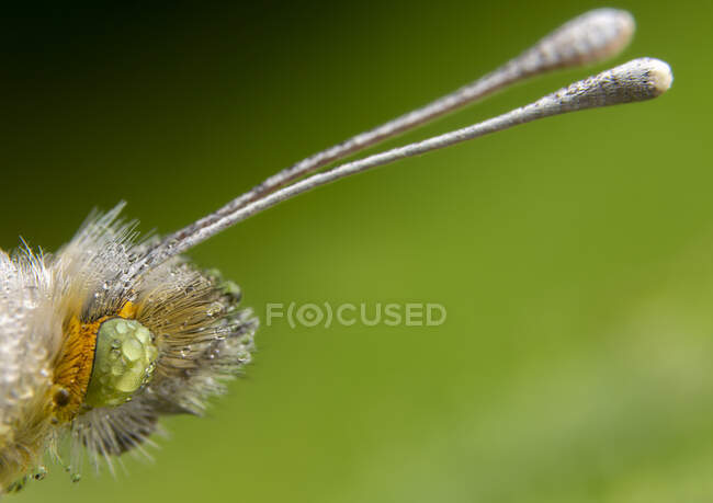 Pretty green and yellow butterfly closeup of antenna and wet eye detail — Stock Photo