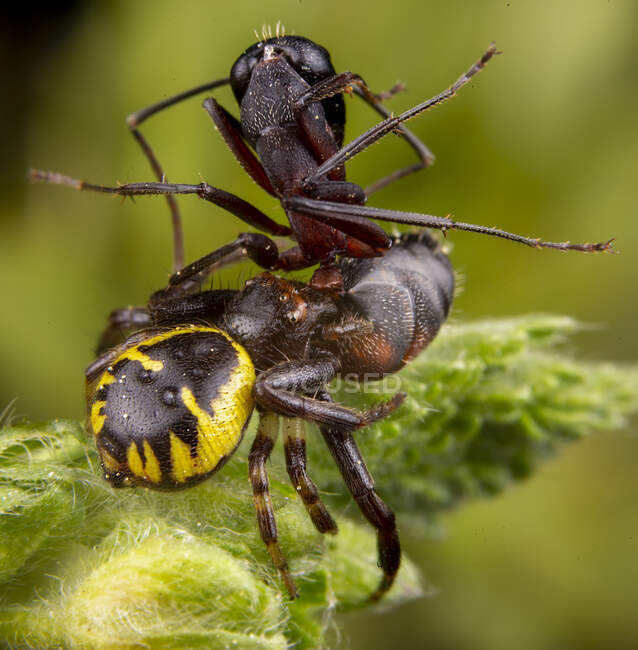 Escarabajos negros en una rama en el fondo, de cerca - foto de stock