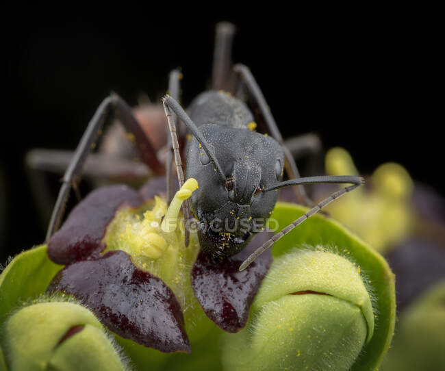 Gran hormiga camponotus cruentatus posando en un retrato de planta verde - foto de stock