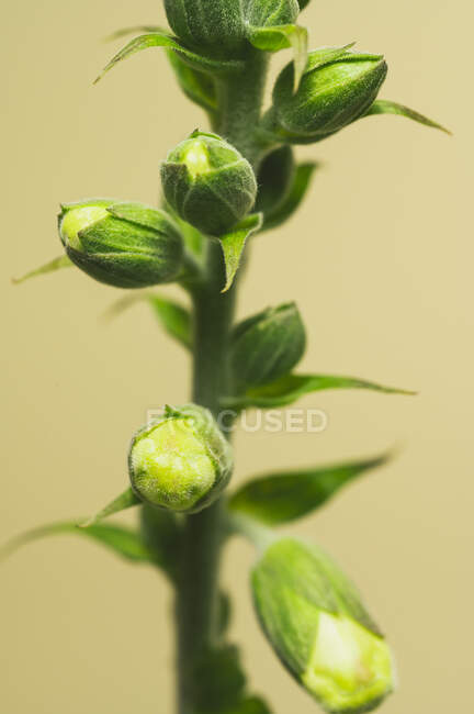 Close up of green plants on background, close up — Stock Photo