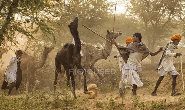 Nomadi che portano i loro cammelli alla fiera Pushkar in Rajasthan, India — Foto stock