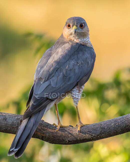 Ritratto di un falco che guarda dritto davanti — Foto stock