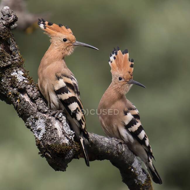 Pair of woodpeckers on a log, close-up view — Stock Photo