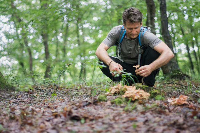 Человек собирает съедобные грибы в лесу — стоковое фото
