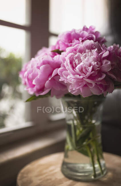 Peônias rosa em pé no peitoril da janela — Fotografia de Stock