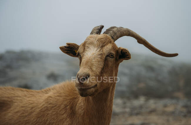 Goat in the mountains, fauna and nature — Stock Photo