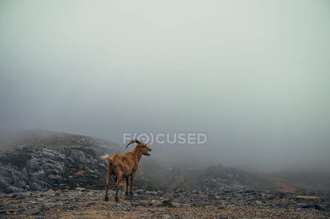 Ziege in den Bergen, Fauna und Natur — Stockfoto