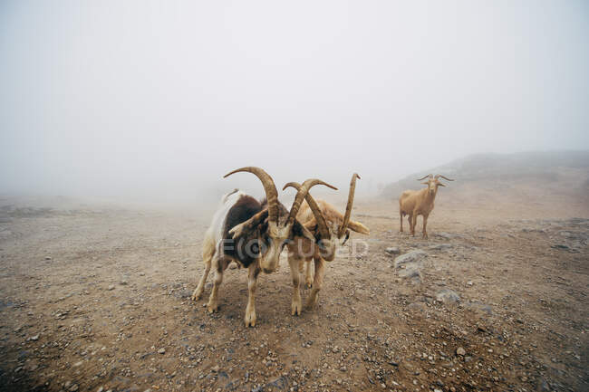 Rebanho de cabras em um pasto de montanha no contexto de natureza — Fotografia de Stock